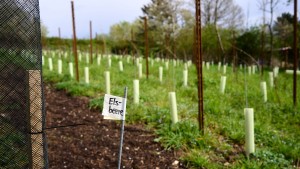 Wie der Wein auf den Wald gekommen ist