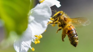 Wie Porsche und Lidl die Bienen retten wollen