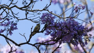 Ungewöhnlich frühe Baumblüte in Mexiko-Stadt