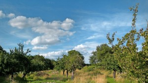 Neue Bleibe für geschützte Zauneidechsen