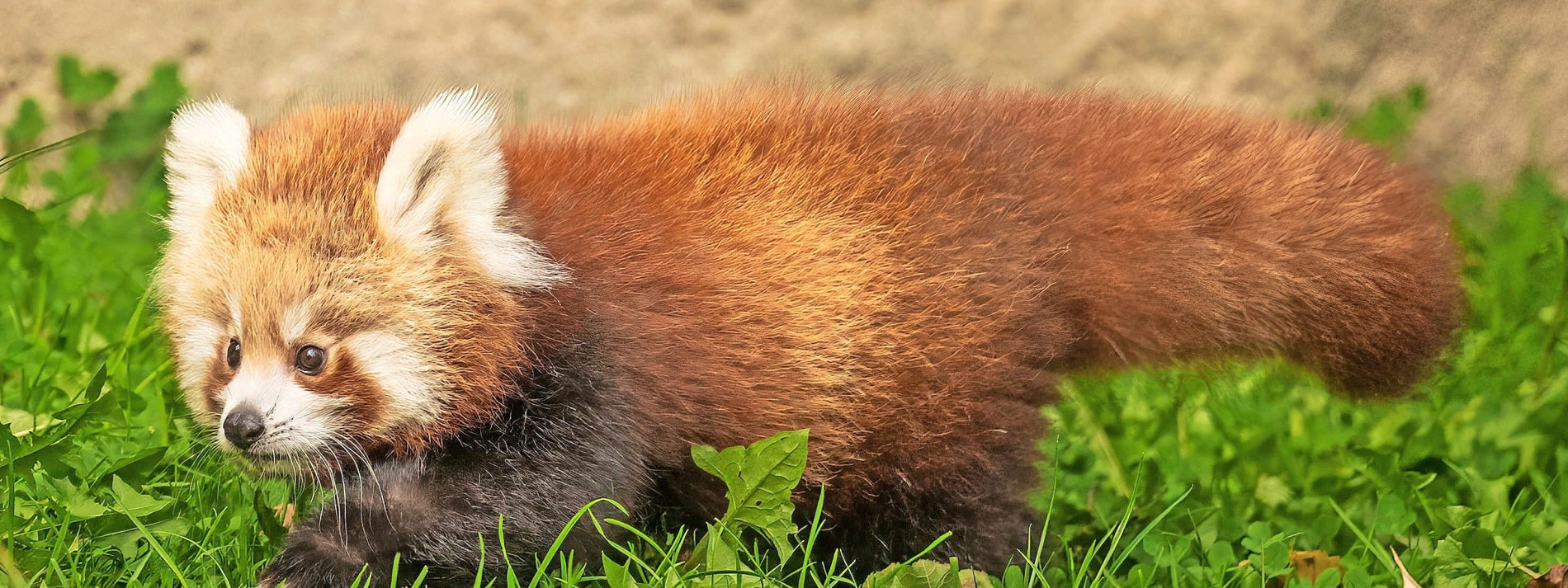 Nachwuchs bei den Roten Pandas im Opel-Zoo