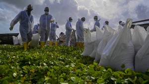 Tonnen kleinster Plastikteilchen verschmutzen Sri Lankas Strände