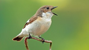 Wie klingt ein Vogelkonzert in Helsinki?