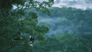 Wie Milliarden in den Naturschutz fließen sollen