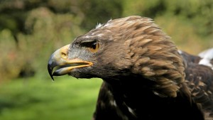 Was Steinadler und Goldschakal anzieht