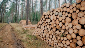 Brennholz aus heimischen Wäldern wird knapp