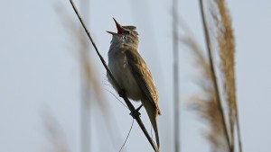 Am Anfang war ein Sammelalbum mit Vogelbildern