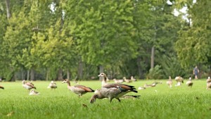 „Nilgänse verdrängen heimische Arten“