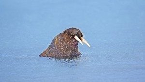 Florierender Handel mit Grönlands Elfenbein