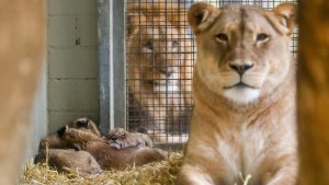 Löwenmutter tötet abermals zwei Junge