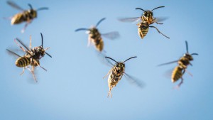 Ideale Bedingungen für Wespen