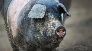 Der Erreger ist im Schwein angekommen