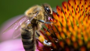 Bienensterben betrifft am Ende die Verursacher