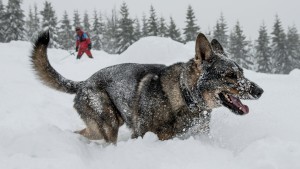 Wie der Wolf zum Hund wurde