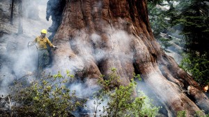 Waldbrand bedroht älteste Bäume der Welt