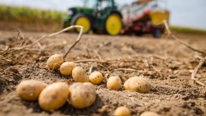 Kartoffeln für die Klimakrise