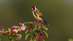 Sind Vögel musikalisch?