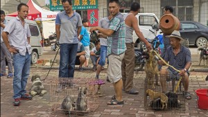 Gehört Hundeessen zur Kultur?