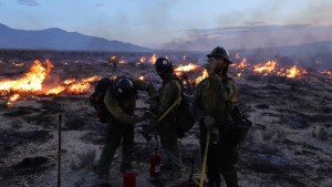 Buschfeuer wütet in der Mojave-Wüste