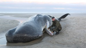 Tote Pottwale auf Wangerooge angespült