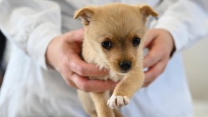 Verhalten von Hunden hängt kaum von der Rasse ab