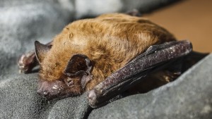 Hunderttausende Fledermäuse sterben in Rotorblättern