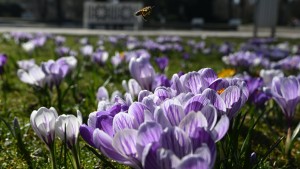 Im Süden der Republik klopft der Frühling an