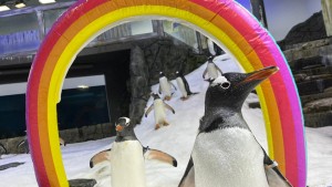 Schwuler Pinguin Sphen in Australien gestorben