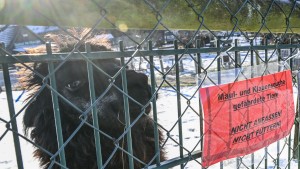 Geflügelhalter und Zoos in Alarmbereitschaft