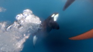 Orcas versenken Segelyacht in der Nähe von Gibraltar