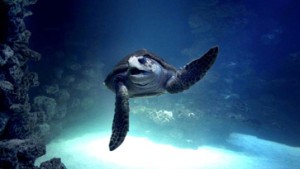 Platz für die Riesenschildkröten