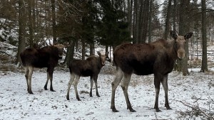 Natur-Dokus in Echtzeit im „Slow TV“