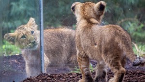 Löwenbabys aus Schwerin bekommen Namen