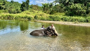 Elefant tötet 22 Jahre alte Touristin