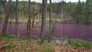 Der Gipsbruchweiher im Allgäu erstrahlt in Lila