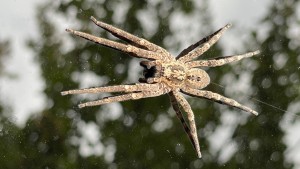 Nosferatu-Spinne inzwischen bundesweit verbreitet