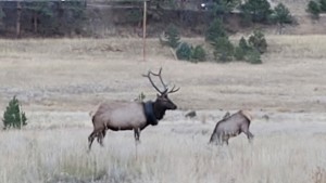 Wapiti-Hirsch nach zwei Jahren von Reifen befreit