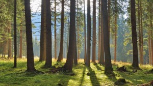 Vom Vibrieren der Wälder