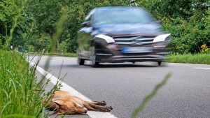 Welche Versicherungen Familien brauchen