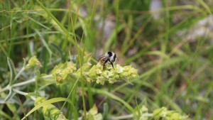 Wissenschaftler fordern bessere Erforschung von Heilpflanzen