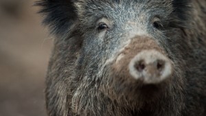 Wie gefährlich ist die Afrikanische Schweinepest?