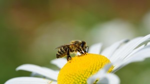 Welche Folgen hat das Bienensterben?