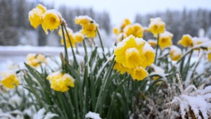 Schnee und Glätte auch zu Wochenbeginn möglich