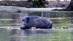 Wildschweine in Fasanerie Hanau geschlachtet