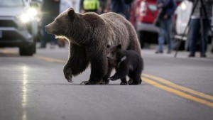 Berühmte Grizzlybärin in den USA bei Autounfall getötet