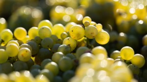 Der Starkregen setzt auch dem Wein zu