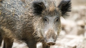 Weitere Fälle der Afrikanischen Schweinepest im Rheingau