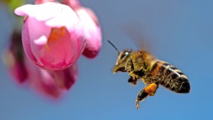 Frühling im Stress