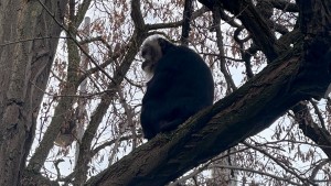 Vermisster Bartaffe Ruma auf Baum gefunden