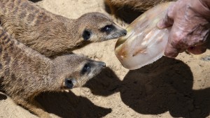 Wie sich Zootiere abkühlen